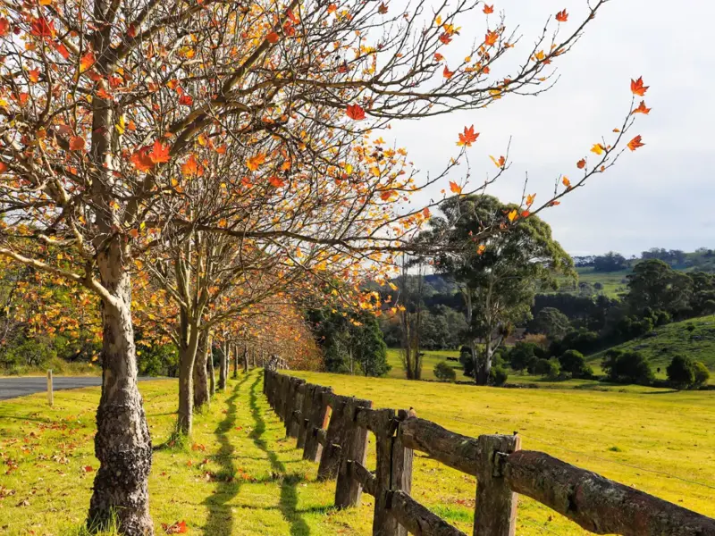 A tree change is in the wind