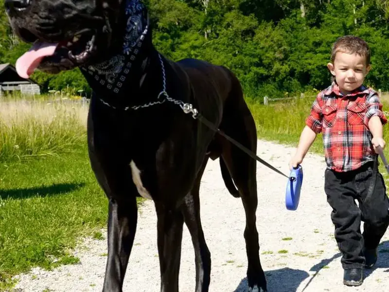Walking the Dog
